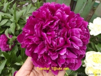 Пионы сортовые.Продажа.Мелкий опт и розница - <ro>Изображение</ro><ru>Изображение</ru> #2, <ru>Объявление</ru> #911953