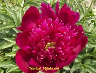 Пионы сортовые.Продажа.Мелкий опт и розница - <ro>Изображение</ro><ru>Изображение</ru> #8, <ru>Объявление</ru> #911953