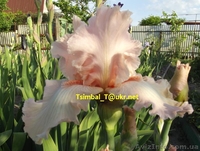 Ирисы.Распродажа сортовых ирисов  - <ro>Изображение</ro><ru>Изображение</ru> #4, <ru>Объявление</ru> #912588