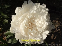 Пионы сортовые.Продажа.Мелкий опт и розница - <ro>Изображение</ro><ru>Изображение</ru> #6, <ru>Объявление</ru> #911953