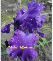 Ирисы.Распродажа сортовых ирисов  - <ro>Изображение</ro><ru>Изображение</ru> #1, <ru>Объявление</ru> #912588