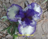 Ирисы-Карлики.Продажа - <ro>Изображение</ro><ru>Изображение</ru> #4, <ru>Объявление</ru> #912597