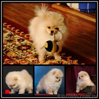 щенки померанского шпица, Тип ,,медвежонок,,Доставка по Украине - <ro>Изображение</ro><ru>Изображение</ru> #6, <ru>Объявление</ru> #437037