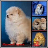 щенки померанского шпица, Тип ,,медвежонок,,Доставка по Украине - <ro>Изображение</ro><ru>Изображение</ru> #7, <ru>Объявление</ru> #437037