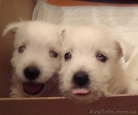 Лето с Вестиком! - <ro>Изображение</ro><ru>Изображение</ru> #4, <ru>Объявление</ru> #905967