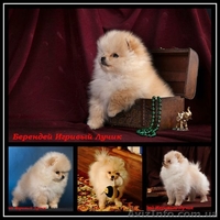 щенки померанского шпица, Тип ,,медвежонок,,Доставка по Украине - <ro>Изображение</ro><ru>Изображение</ru> #8, <ru>Объявление</ru> #437037