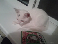 Котенок ищет самых лучших хозяев! Бесплатно. Метис Абиссинской кошки. Домашний. - <ro>Изображение</ro><ru>Изображение</ru> #3, <ru>Объявление</ru> #920416