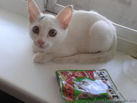 Котенок ищет самых лучших хозяев! Бесплатно. Метис Абиссинской кошки. Домашний. - <ro>Изображение</ro><ru>Изображение</ru> #5, <ru>Объявление</ru> #920416