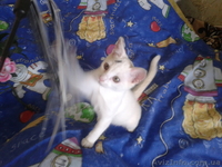 Котенок ищет самых лучших хозяев! Бесплатно. Метис Абиссинской кошки. Домашний. - <ro>Изображение</ro><ru>Изображение</ru> #6, <ru>Объявление</ru> #920416