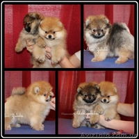 щенки померанского шпица, Тип ,,медвежонок,,Доставка по Украине - <ro>Изображение</ro><ru>Изображение</ru> #4, <ru>Объявление</ru> #437037