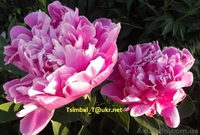 Пионы сортовые.Продажа.Мелкий опт и розница - <ro>Изображение</ro><ru>Изображение</ru> #1, <ru>Объявление</ru> #911953