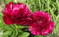 Пионы сортовые.Продажа.Мелкий опт и розница - <ro>Изображение</ro><ru>Изображение</ru> #7, <ru>Объявление</ru> #911953