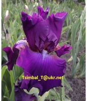 Ирисы.Распродажа сортовых ирисов  - <ro>Изображение</ro><ru>Изображение</ru> #2, <ru>Объявление</ru> #912588