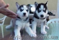  Сибирский хаски щенки. - <ro>Изображение</ro><ru>Изображение</ru> #2, <ru>Объявление</ru> #911974