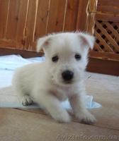 Лето с Вест-хайленд вайт терьер - <ro>Изображение</ro><ru>Изображение</ru> #3, <ru>Объявление</ru> #900579