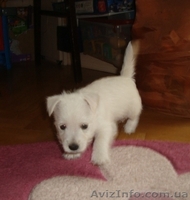 Лето с Вест-хайленд вайт терьер - <ro>Изображение</ro><ru>Изображение</ru> #4, <ru>Объявление</ru> #900579