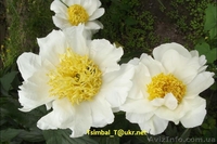 Пионы сортовые.Продажа.Мелкий опт и розница - <ro>Изображение</ro><ru>Изображение</ru> #9, <ru>Объявление</ru> #911953