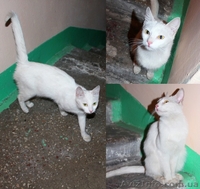 Грациозная ласковая леди ищет дом! - <ro>Изображение</ro><ru>Изображение</ru> #1, <ru>Объявление</ru> #921253