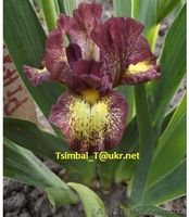 Ирисы-Карлики.Продажа - <ro>Изображение</ro><ru>Изображение</ru> #5, <ru>Объявление</ru> #912597