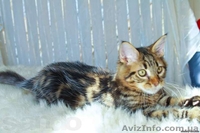 Эксклюзивный мейн кун черный мрамор на серебре - <ro>Изображение</ro><ru>Изображение</ru> #3, <ru>Объявление</ru> #919691