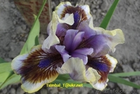 Ирисы-Карлики.Продажа - <ro>Изображение</ro><ru>Изображение</ru> #6, <ru>Объявление</ru> #912597