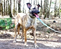 Тина - веселая, жизнерадостная cобака ищет хозяев - <ro>Изображение</ro><ru>Изображение</ru> #2, <ru>Объявление</ru> #914114