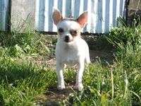 Маленькую , занятную девочку-минюшечку - <ro>Изображение</ro><ru>Изображение</ru> #1, <ru>Объявление</ru> #912575