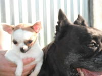 Маленькую , занятную девочку-минюшечку - <ro>Изображение</ro><ru>Изображение</ru> #2, <ru>Объявление</ru> #912575