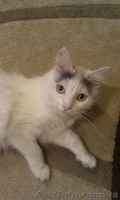 СРОЧНО! отдам кошку - <ro>Изображение</ro><ru>Изображение</ru> #1, <ru>Объявление</ru> #912088