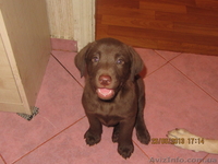 Плюшевое сокровище от элитных родителей!!! - <ro>Изображение</ro><ru>Изображение</ru> #7, <ru>Объявление</ru> #907459