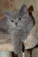 Котята породы британская короткошерстная. - <ro>Изображение</ro><ru>Изображение</ru> #3, <ru>Объявление</ru> #916430