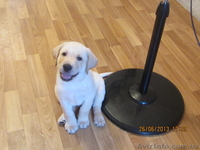 Плюшевое сокровище от элитных родителей!!! - <ro>Изображение</ro><ru>Изображение</ru> #1, <ru>Объявление</ru> #907459