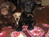 Плюшевое сокровище от элитных родителей!!! - <ro>Изображение</ro><ru>Изображение</ru> #6, <ru>Объявление</ru> #907459