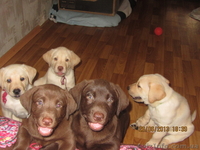 Плюшевое сокровище от элитных родителей!!! - <ro>Изображение</ro><ru>Изображение</ru> #8, <ru>Объявление</ru> #907459