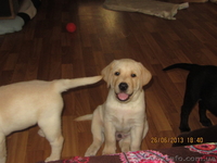 Плюшевое сокровище от элитных родителей!!! - <ro>Изображение</ro><ru>Изображение</ru> #5, <ru>Объявление</ru> #907459