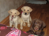 Плюшевое сокровище от элитных родителей!!! - <ro>Изображение</ro><ru>Изображение</ru> #2, <ru>Объявление</ru> #907459