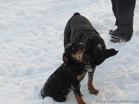 Предлагаются щенки ротвейлера - <ro>Изображение</ro><ru>Изображение</ru> #5, <ru>Объявление</ru> #910211