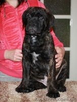 Продается подрощенный щенок бульмастифа из питомника - <ro>Изображение</ro><ru>Изображение</ru> #5, <ru>Объявление</ru> #915407