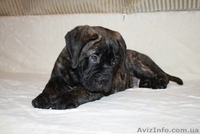 Продается подрощенный щенок бульмастифа из питомника - <ro>Изображение</ro><ru>Изображение</ru> #6, <ru>Объявление</ru> #915407
