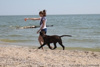 Продается подрощенный щенок бульмастифа из питомника - <ro>Изображение</ro><ru>Изображение</ru> #1, <ru>Объявление</ru> #915407