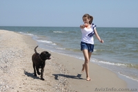 Продается подрощенный щенок бульмастифа из питомника - <ro>Изображение</ro><ru>Изображение</ru> #2, <ru>Объявление</ru> #915407