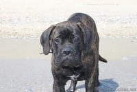 Продается подрощенный щенок бульмастифа из питомника - <ro>Изображение</ro><ru>Изображение</ru> #4, <ru>Объявление</ru> #915407