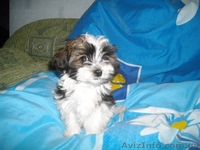 Украинский колор той(болонка) - <ro>Изображение</ro><ru>Изображение</ru> #2, <ru>Объявление</ru> #913041