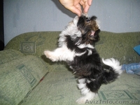 Украинский колор той(болонка) - <ro>Изображение</ro><ru>Изображение</ru> #4, <ru>Объявление</ru> #913041