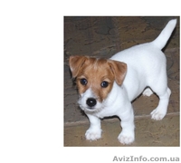  Cutie-Джек-Рассел терьер - <ro>Изображение</ro><ru>Изображение</ru> #2, <ru>Объявление</ru> #911973