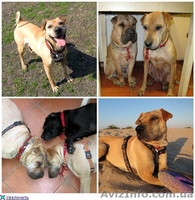 Потерялась метисочка шарпея - <ro>Изображение</ro><ru>Изображение</ru> #2, <ru>Объявление</ru> #914044