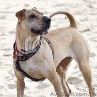 Потерялась метисочка шарпея - <ro>Изображение</ro><ru>Изображение</ru> #1, <ru>Объявление</ru> #914044