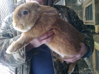 Племенные кролики-самцы - Бургундцы - <ro>Изображение</ro><ru>Изображение</ru> #1, <ru>Объявление</ru> #908157