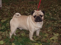 Продаются очаровательные щенки мопсов - <ro>Изображение</ro><ru>Изображение</ru> #4, <ru>Объявление</ru> #916636