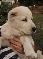 Овчарка  САО и КО (Щенки) - <ro>Изображение</ro><ru>Изображение</ru> #1, <ru>Объявление</ru> #72624